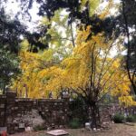 El espectáculo amarillo que marca el final del otoño ya puede verse en distintos barrios porteños
