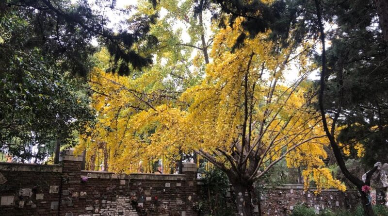 El espectáculo amarillo que marca el final del otoño ya puede verse en distintos barrios porteños