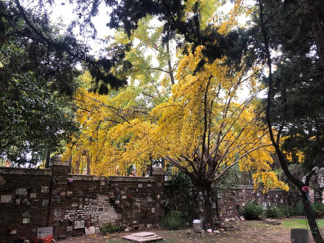 El espectáculo amarillo que marca el final del otoño ya puede verse en distintos barrios porteños