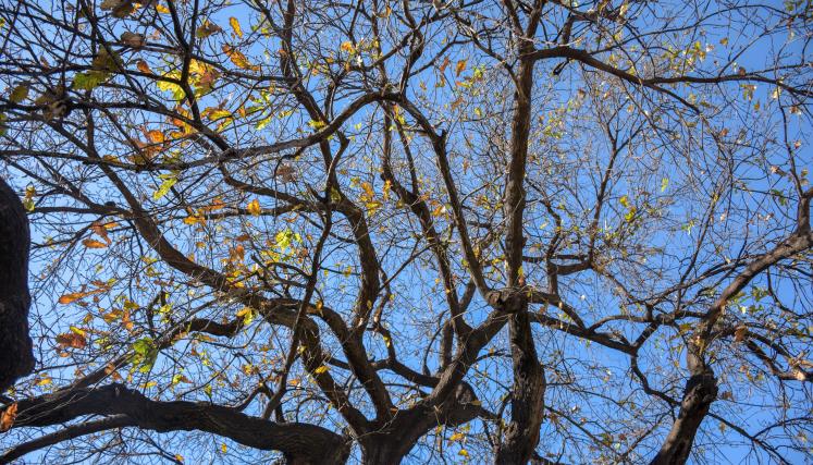 El retoño del Árbol de Guernica conserva su lugar en el corazón de la Ciudad