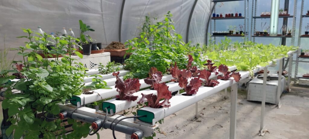 Escuelas porteñas cultivan alimentos y aprenden con huertas e hidroponía