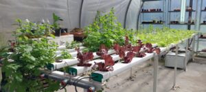 Escuelas porteñas cultivan alimentos y aprenden con huertas e hidroponía