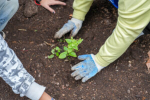 El Hospital Rocca sumó un microbosque nativo con más de 400 plantas de especies autóctonas