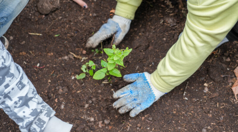 El Hospital Rocca sumó un microbosque nativo con más de 400 plantas de especies autóctonas