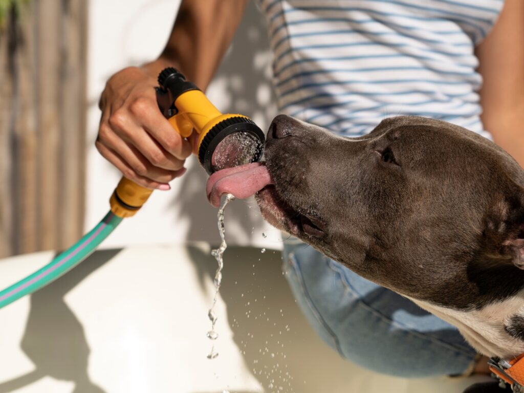 Prevención del golpe de calor en perros y gatos