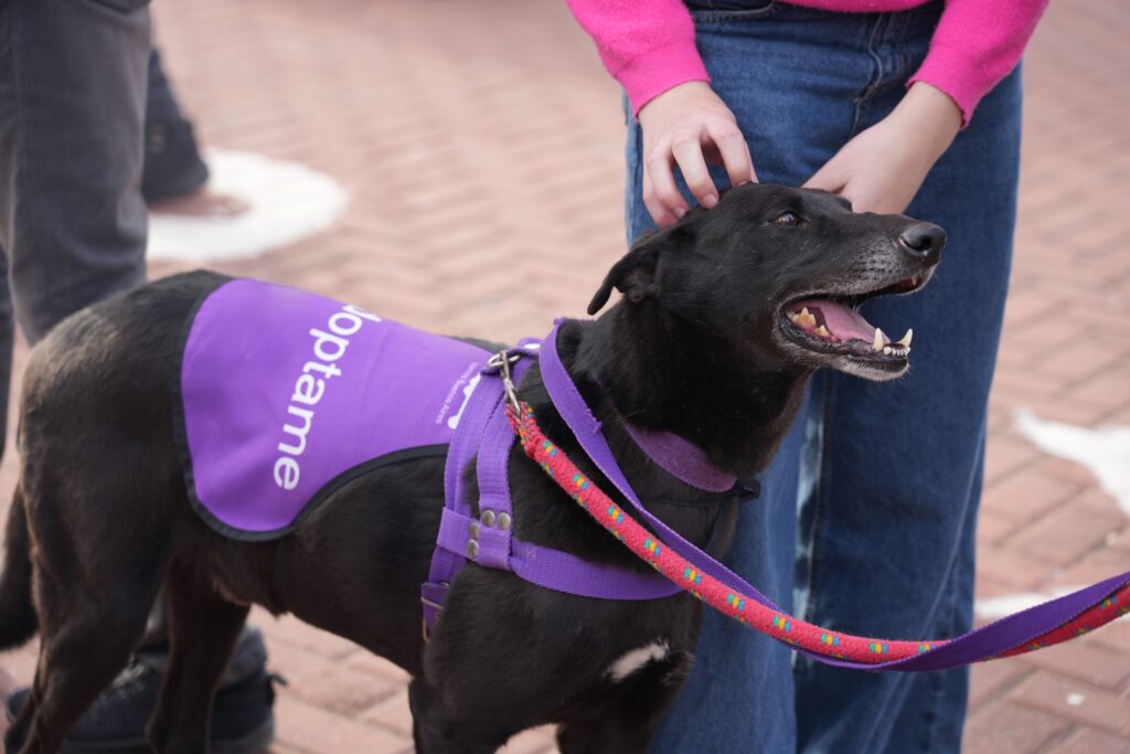 Villa Devoto recibe la primera jornada de adopción de perros y gatos de 2025