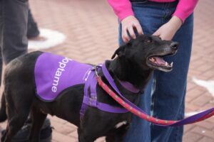 Villa Devoto recibe la primera jornada de adopción de perros y gatos de 2025