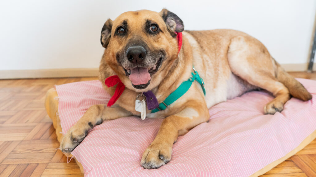 Cómo proteger a perros y gatos durante los días de frío