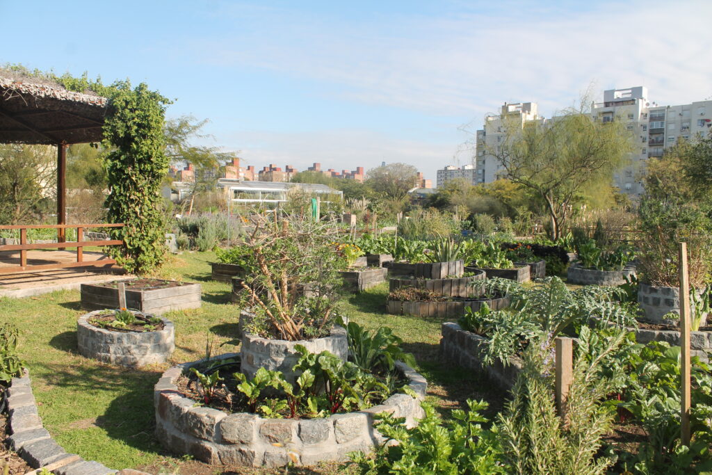 Qué sembrar en otoño para renovar la huerta urbana