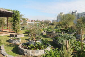 Qué sembrar en otoño para renovar la huerta urbana