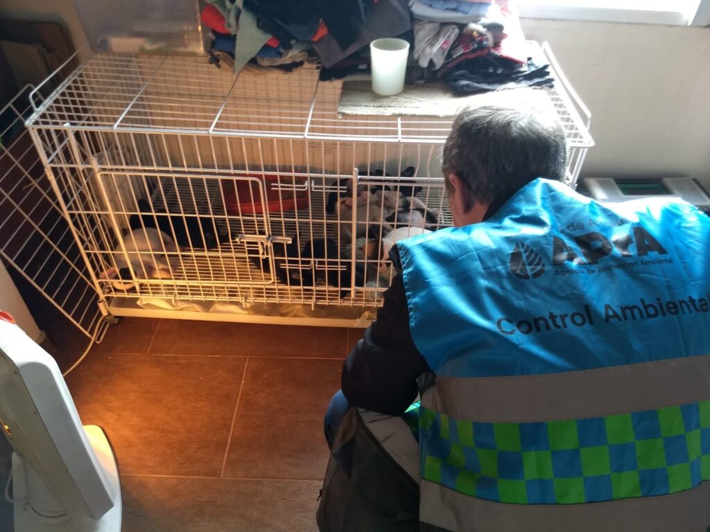 Maltrato animal en la Ciudad: dónde denunciar y qué información presentar