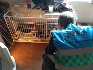 Maltrato animal en la Ciudad: dónde denunciar y qué información presentar