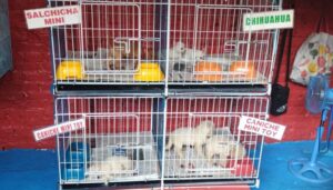Rescataron más de 200 animales que eran vendidos en condiciones de hacinamiento en Pompeya