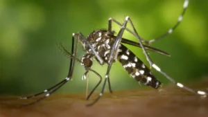 La vacunación contra el dengue comenzará con adolescentes de 15 a 19 años