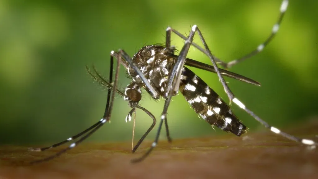 La vacunación contra el dengue comenzará con adolescentes de 15 a 19 años