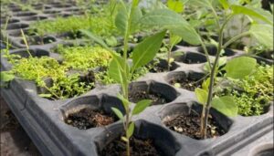 Voluntariados gratuitos de huerta y vivero