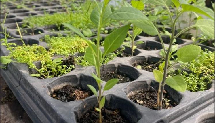 Voluntariados gratuitos de huerta y vivero
