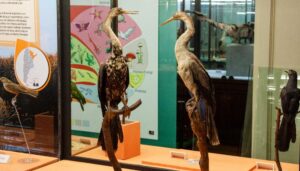 El Museo restauró ejemplares de aves autóctonas de distintas regiones del país