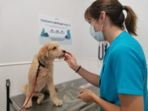 Las postas veterinarias gratuitas recorrerán once puntos de la Ciudad durante junio